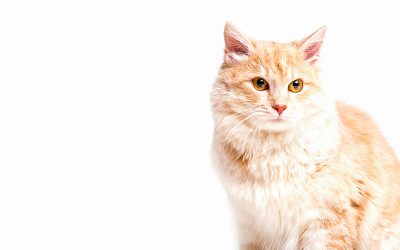Consejos para cuidar mejor de tu gato cuando llega el calor