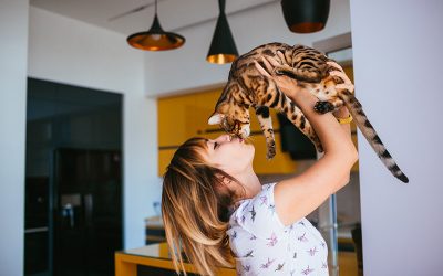 Cinco razas de gatos cariñosos
