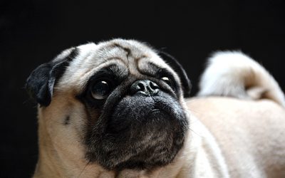 Diabetes en perros: causas, síntomas y tratamiento.