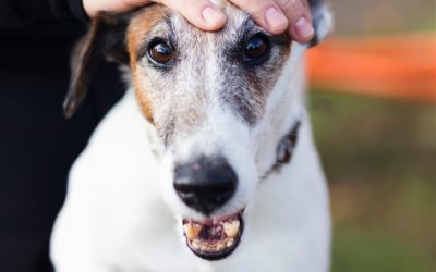 Qué hacer si tu perro sufre un atragantamiento