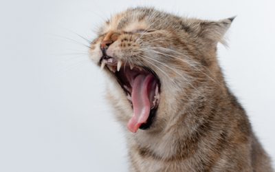 Asma felina: diagnóstico, tratamiento y consejos para cuidar la salud de tu gato