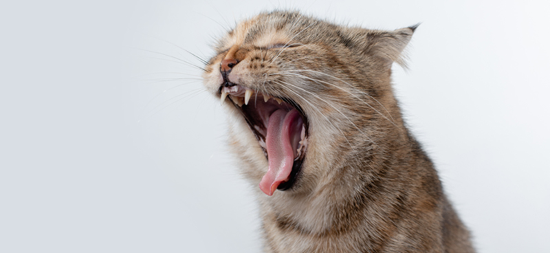 asma felina veterinarios aguadulce