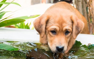 Por qué nunca debes dejar que tu perro beba agua estancada