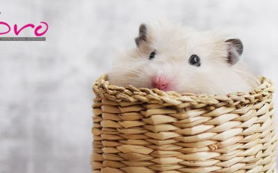 Hámsters: cuidados básicos para tu pequeño roedor