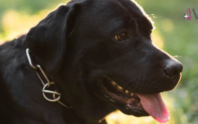 Golpe de calor en perros: síntomas, causas y tratamiento
