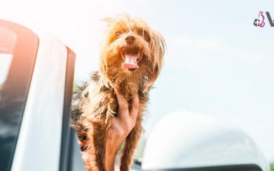 Todo lo que debes saber para viajar por España con tu mascota este verano