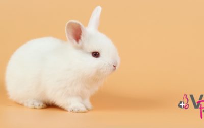 Conejos: cuidados básicos para mantenerlo sano y feliz