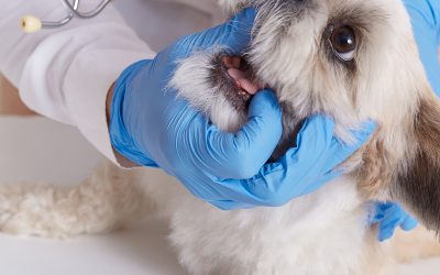Problemas dentales en mascotas: síntomas, tratamiento y prevención
