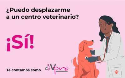 Seguimos abiertos para cuidar de la salud de tu mascota