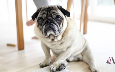 Cuidados básicos para un perro mayor