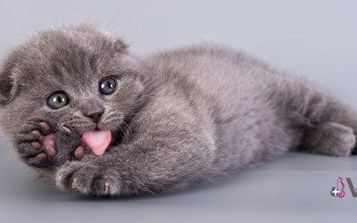 5 Errores que no debes de cometer al educar a tu gato