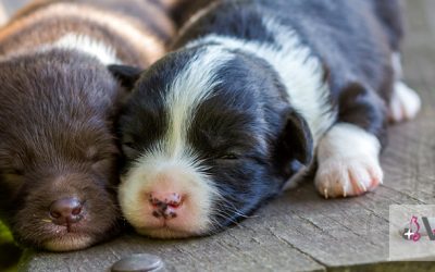 5 cuidados básicos para un perro recién nacido