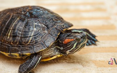 Consejos y recomendaciones para cuidar a una tortuga de tierra o agua