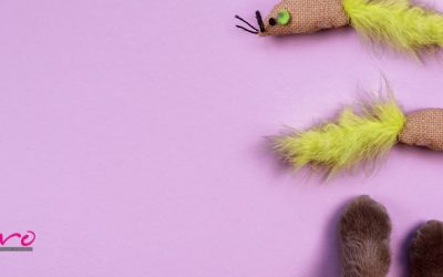 Los mejores juguetes para que tu gato se lo pase en Grande
