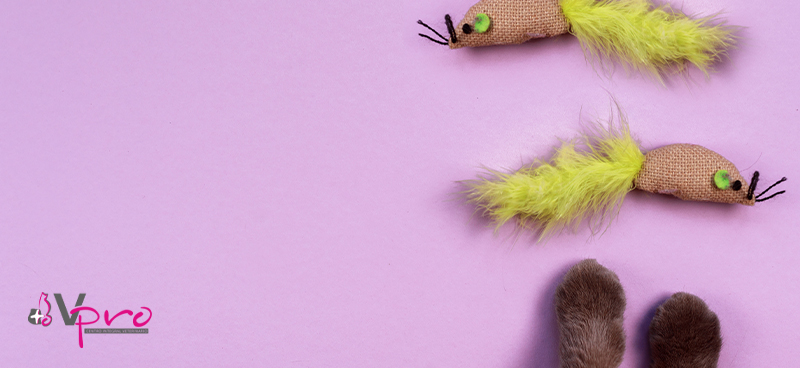 Los mejores juguetes para que tu gato se lo pase en Grande