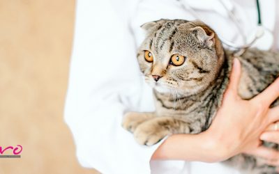 Toxoplasmosis en gatos: síntomas, tratamiento y prevención