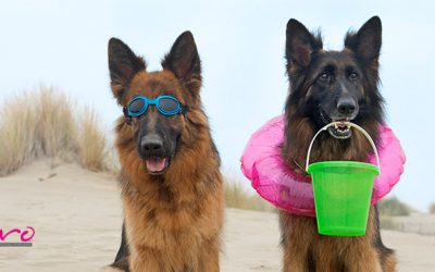 Consejos para pasar un día con tu perro en la playa