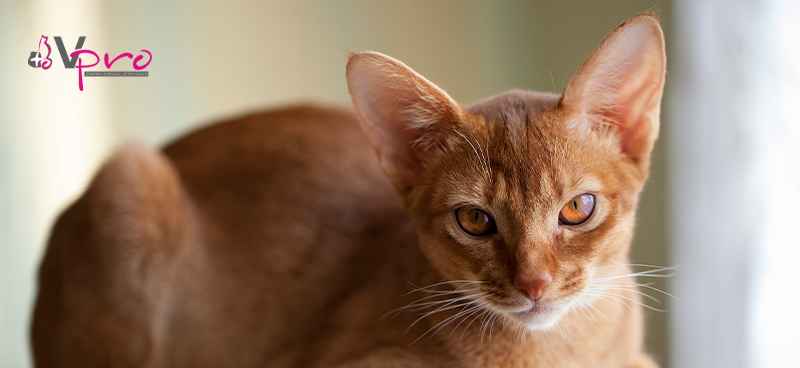 Parásitos internos: qué son y cómo combatirlos