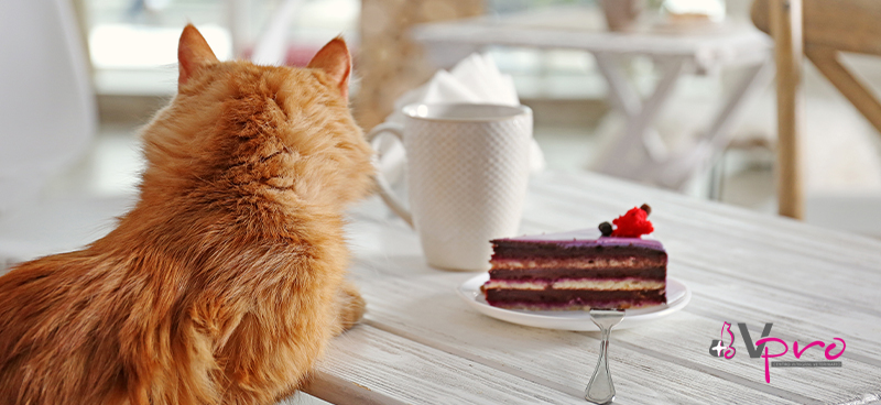 Cómo prevenir y eliminar el sobrepeso en gatos