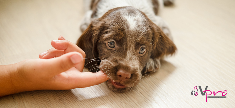 Cómo enseñar a tu cachorro a no morder