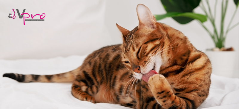 Tips para la higiene de tu gato