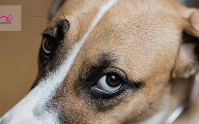 Filariosis canina: qué es, contagio, tratamiento y prevención