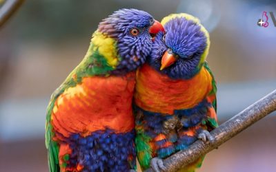 Parásitos en aves: tipos y prevención