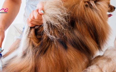 Bolas de pelo en perros: posibles riesgos