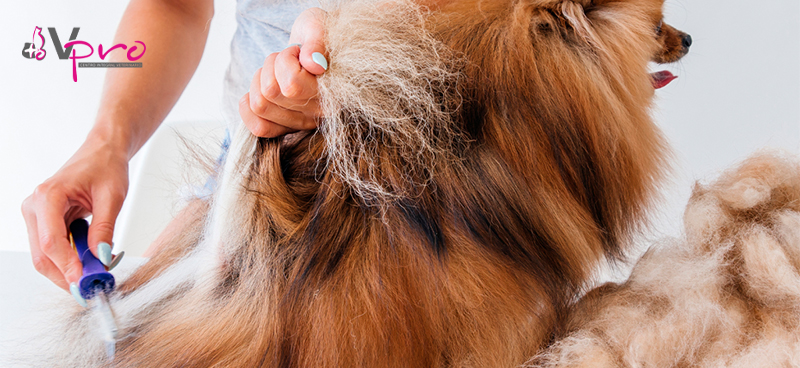 Bolas de pelo en perros: posibles riesgos