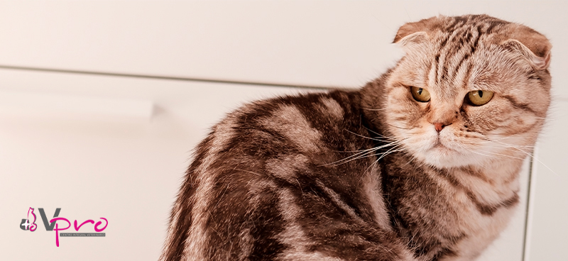 Causas del estrés en gatos y cómo tratarlo