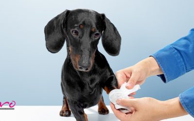 Miasis canina: Síntomas y tratamiento