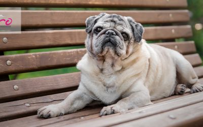 Artrosis en mascotas: síntomas, causas y tratamientos