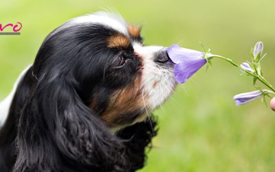 Alergia primaveral en perros: prevención, síntomas y tratamiento