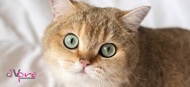 Hipertensión felina: cómo diagnosticarla y cuál es su tratamiento