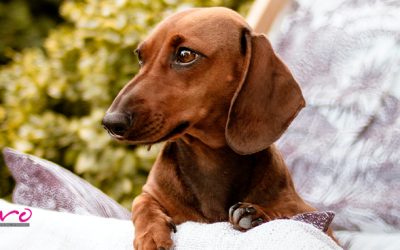 Enfermedades de perros más frecuentes en verano y cómo prevenirlas