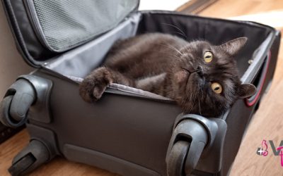 ¿Cómo viajar con mi mascota?