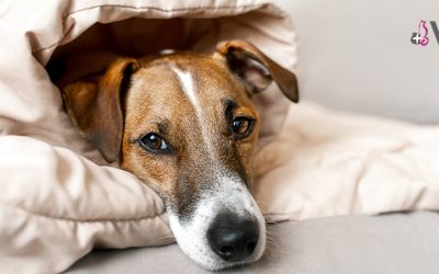 Tos de las perreras: una enfermedad respiratoria común en perros