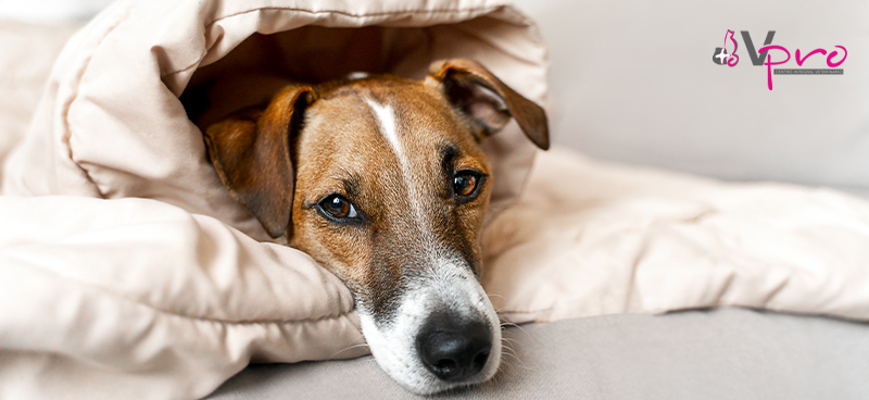 Tos de las perreras: una enfermedad respiratoria común en perros