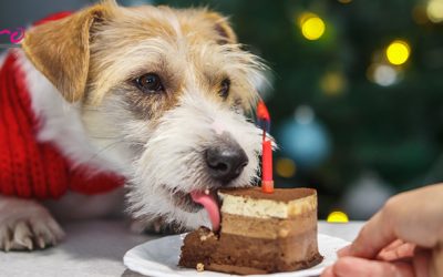 Cuidado con estos alimentos para tu mascota en Navidad