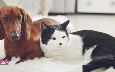 10 consejos para la integración de una nueva mascota en un hogar con otras mascotas