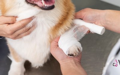 Primeros auxilios para mascotas: consejos básicos que todo cuidador debe saber