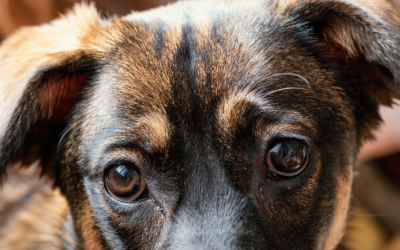 Enfermedad de la Válvula Mitral en perros
