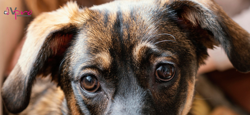 Primer plano de la parte superior de la cara de un perro marrón y negro que mira a cámara con unos ojos ligeramente tristes.