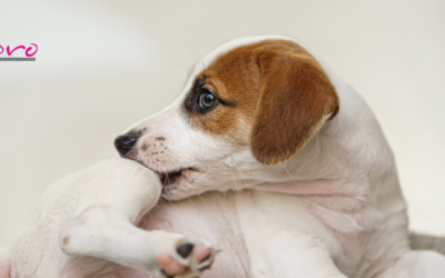 ¿Por qué mi mascota se rasca tanto? Problemas de piel comunes en perros y gatos