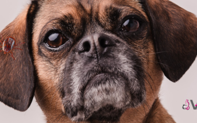 Garrapatas: ¿Qué enfermedades transmiten y cómo proteger a tu mascota?