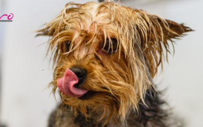 ¿Rapar a mi perro en verano? Mitos, realidades y recomendaciones
