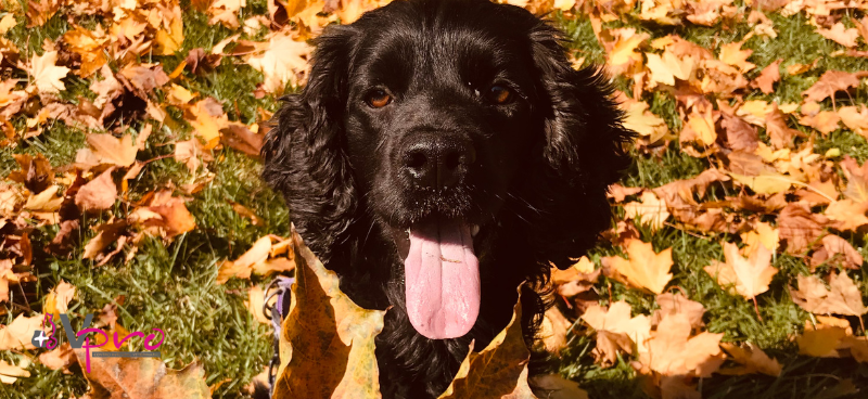 Cómo proteger a tu mascota de parásitos en otoño
