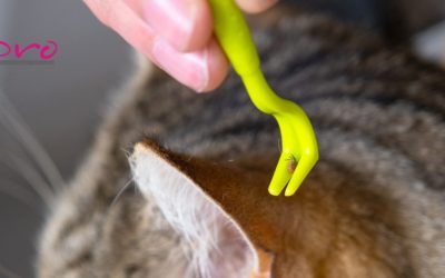 Ehrlichiosis en perros: qué es, síntomas y cómo prevenirla