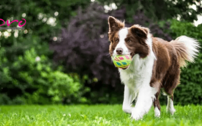 Beneficios del enriquecimiento ambiental en perros y gatos: juguetes, rutinas y estímulos mentales