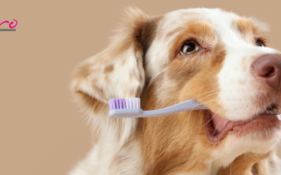 ¿Cuándo fue la última vez que miraste bien dentro de la boca de tu perro?